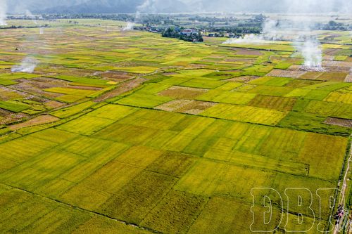 Mùa vàng trên cánh đồng Mường Thanh