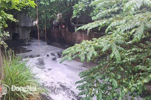 Tập trung xử lý vi phạm về môi trường