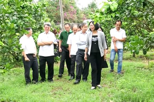 Phó chủ tịch UBND tỉnh Nguyễn Thị Hoàng khảo sát mô hình nông nghiệp hữu cơ tại huyện Thống Nhất