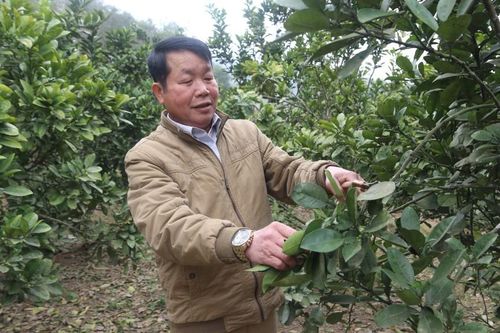 Cựu chiến binh vươn lên từ kinh tế tổng hợp