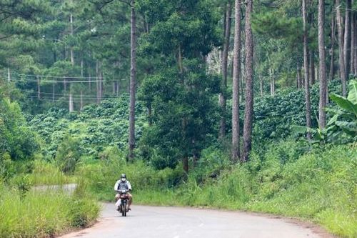 Quyết liệt xử lý tình trạng lấn chiếm đất rừng