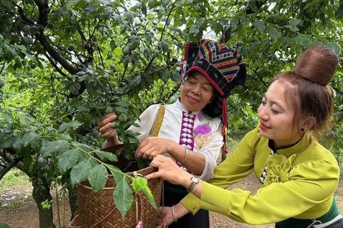 Sôi nổi, hấp dẫn phần thi hái mận