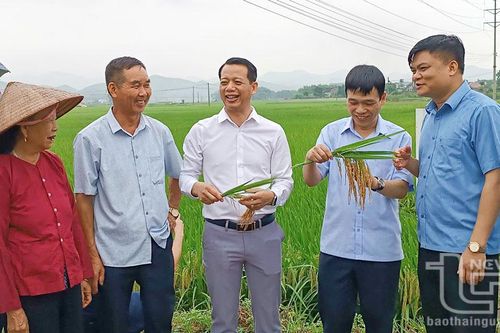 Giống lúa lai HKT99 cho năng suất đạt 83,6 tạ/ha