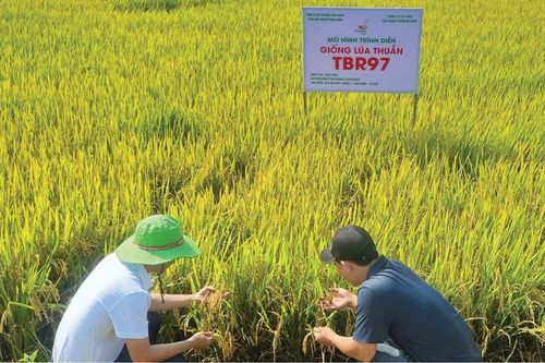Nhân rộng giống lúa chất lượng cao