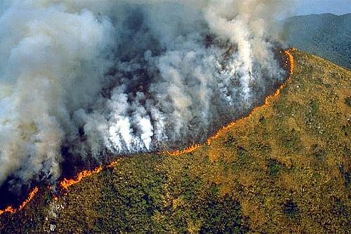 Mỗi giờ, hàng chục nghìn hecta rừng nhiệt đới toàn cầu 'bị xóa sổ' do cháy rừng