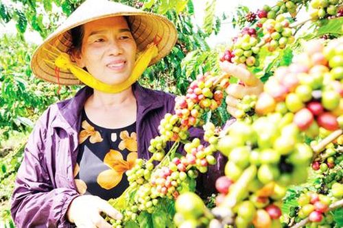 Những 'cây vàng' giữa đại ngàn tạo kỳ tích thoát nghèo cho đồng bào dân tộc thiểu số ở Lâm Đồng