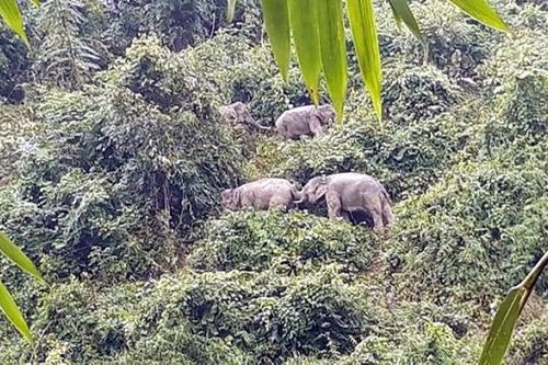 Những điểm sáng trong bảo tồn đa dạng sinh học