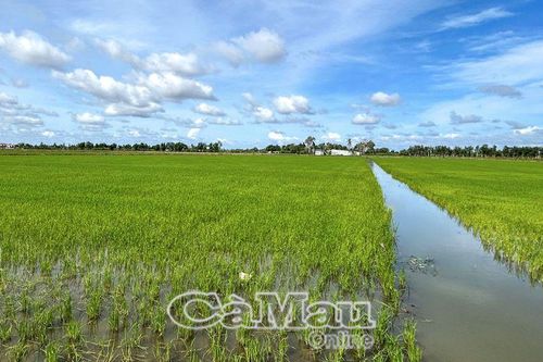 Giải pháp bảo vệ lúa hè thu