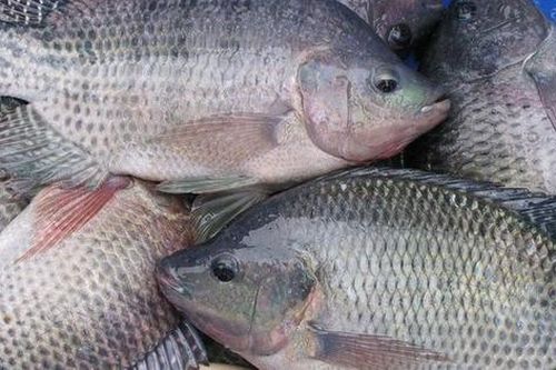 Những lợi ích và nguy cơ khi ăn cá rô phi