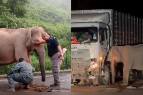 Lối đi riêng cho động vật hoang dã