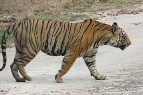 Hơn 1.000 người dân vây giết hổ Bengal quý hiếm tại Ấn Độ
