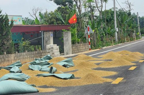 Hiểm họa giao thông mùa gặt