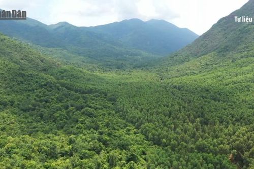 Việt Nam thuộc nhóm 'rủi ro thấp' trong Quy định chống phá rừng của EU
