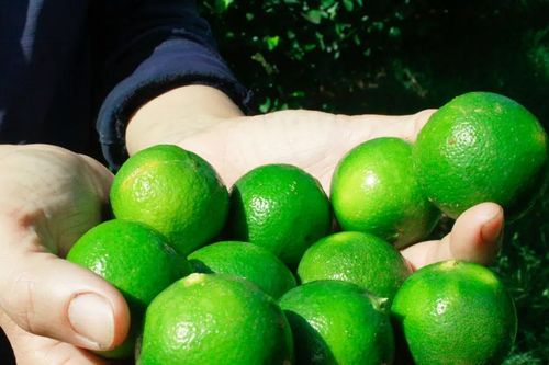 Uống nước chanh nguyên chất liều cao - trào lưu nguy hiểm