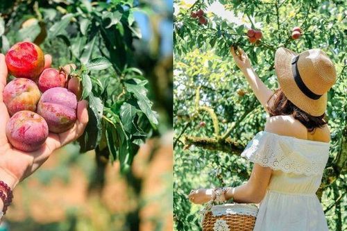 Hè về, dắt tay nhau lên Mộc Châu hái mận chín đỏ au