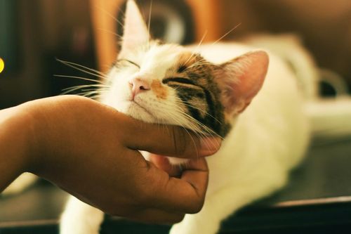 Người phụ nữ bị kiện vì thường xuyên cho mèo nhà hàng xóm ăn