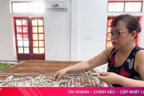 Mục sở thị quy trình nuôi tằm trong phòng điều hòa