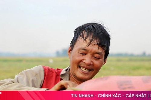 Nghề chở lúa thuê thu nhập khá trong mùa gặt