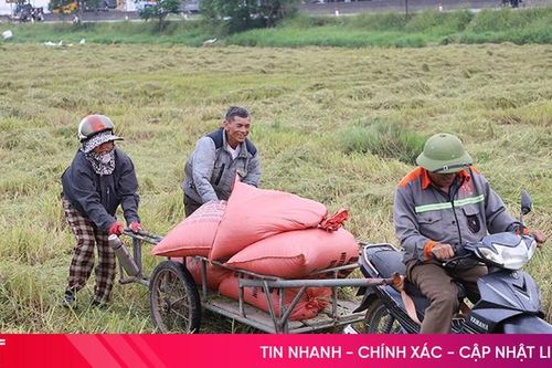 Chủ động ứng phó với mưa lớn, tập trung thu hoạch gọn lúa xuân