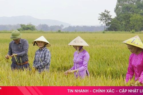 Mô hình sản xuất lúa hữu cơ ở Nghi Xuân đạt năng suất 6 tấn/ha