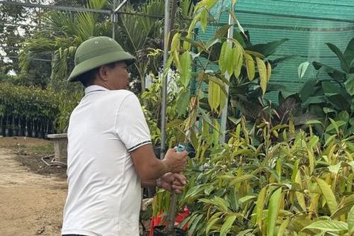 Sốt cây giống cà phê: 'Vàng thau lẫn lộn', người trồng cần cẩn trọng