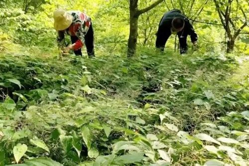 Cỏ cho dê ăn thành 'mỏ vàng', Việt Nam cũng có, nước ngoài bán hơn nửa triệu/kg
