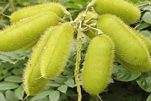Cây dại xưa mọc đầy đường, nay phải 'đắp tiền' để mua