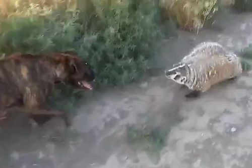 CLIP: Mãn nhãn trước màn tử chiến bất phân thắng bại của lửng Mỹ và chó võ sĩ