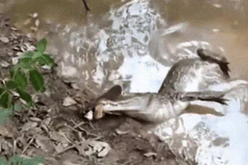 CLIP: Vồ lươn điện chưa kịp ăn thịt, cá sấu bị giật đến chết