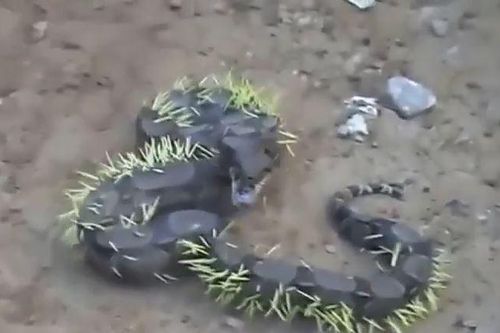CLIP: Lỡ dại đi săn nhím, trăn boa quằn quại trong đau đớn vì bị lông kẻ thù đâm