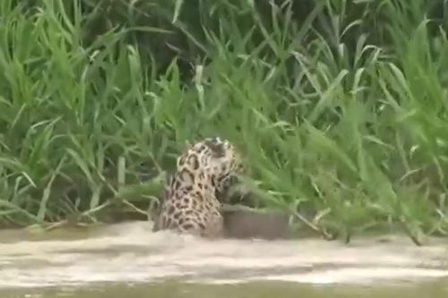 CLIP: Báo đốm phi thân xuống sông, tóm gọn chuột lang nước béo múp trong tích tắc