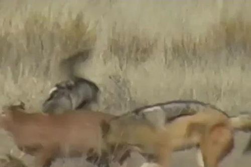 CLIP: Hai con chó rừng hợp sức tấn công linh miêu để giành lại xác đồng loại