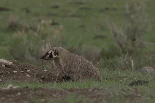 CLIP: Màn săn mồi kỳ lạ, lửng hợp tác với sói đồng cỏ để săn mồi