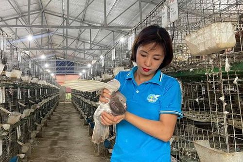 Người cán bộ Hội tiên phong xây dựng mô hình nuôi chim bồ câu Pháp