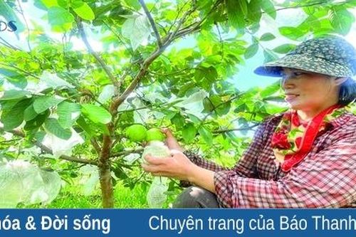 Biến đất cằn thành vùng quả ngọt