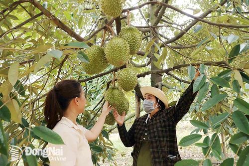Bàn giải pháp để sầu riêng phát triển ổn định