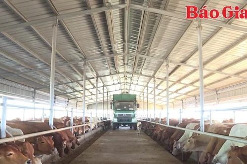 Hơn 200 dự án chăn nuôi tại Gia Lai được các nhà đầu tư quan tâm
