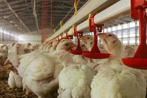 Brazil 'hạ nhiệt' lạm phát thực phẩm nhờ dịch cúm gia cầm