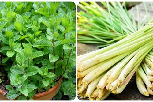 Những loại cây giúp đuổi muỗi phòng sốt xuất huyết hiệu quả