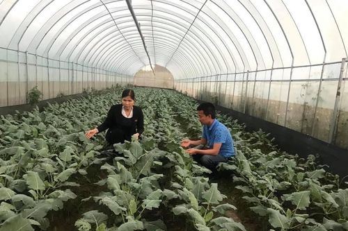 Cho phép sử dụng địa danh 'Đông Anh' để đăng ký nhãn hiệu chứng nhận 'Rau an toàn Đông Anh'