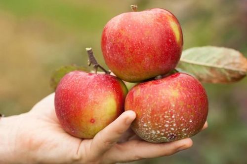 Nhóm thực phẩm tự nhiên giúp hạ huyết áp an toàn