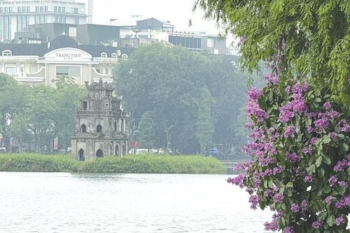 Miên man phố tím