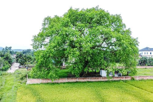 Cây đa hàng trăm năm tuổi ở Hà Tĩnh