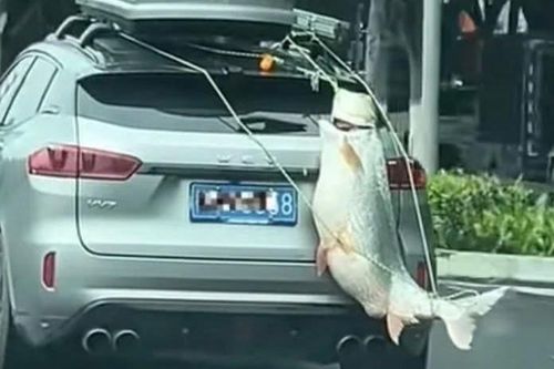 Bị phạt vì treo cá 'khổng lồ' câu được đi diễu khắp phố ở Trung Quốc
