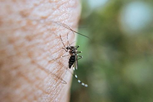 Nhận diện loài muỗi gây bệnh sốt xuất huyết