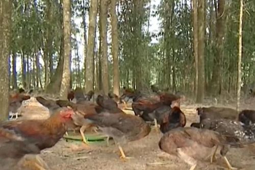 Ngành gia cầm Việt Nam: Cơ hội bứt phá và thách thức sống còn