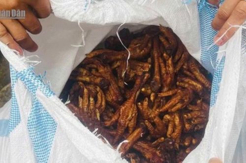Hà Nội: Phát hiện 1,4 tấn chân gà không rõ nguồn gốc trên xe tải