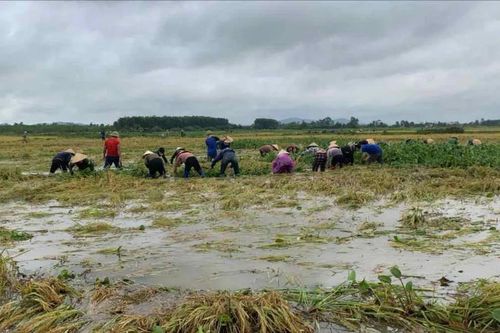 Giúp dân vớt, đẩy cây bèo cứu lúa bị ngập lụt