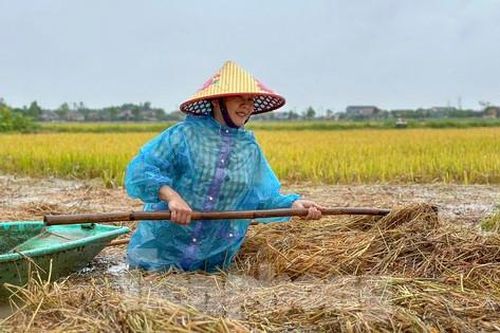 Nông dân Hà Tĩnh ngâm mình cứu hàng nghìn ha lúa bị lũ nhấn chìm