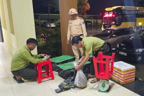 CSGT Hà Tĩnh phát hiện xe khách vận chuyển trái phép động vật hoang dã